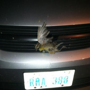 Road trip to Pickstown South Dakota, killed the Nebraska state bird along the way