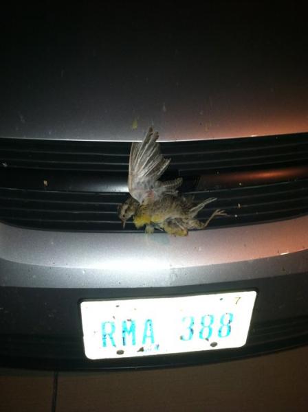 Road trip to Pickstown South Dakota, killed the Nebraska state bird along the way
