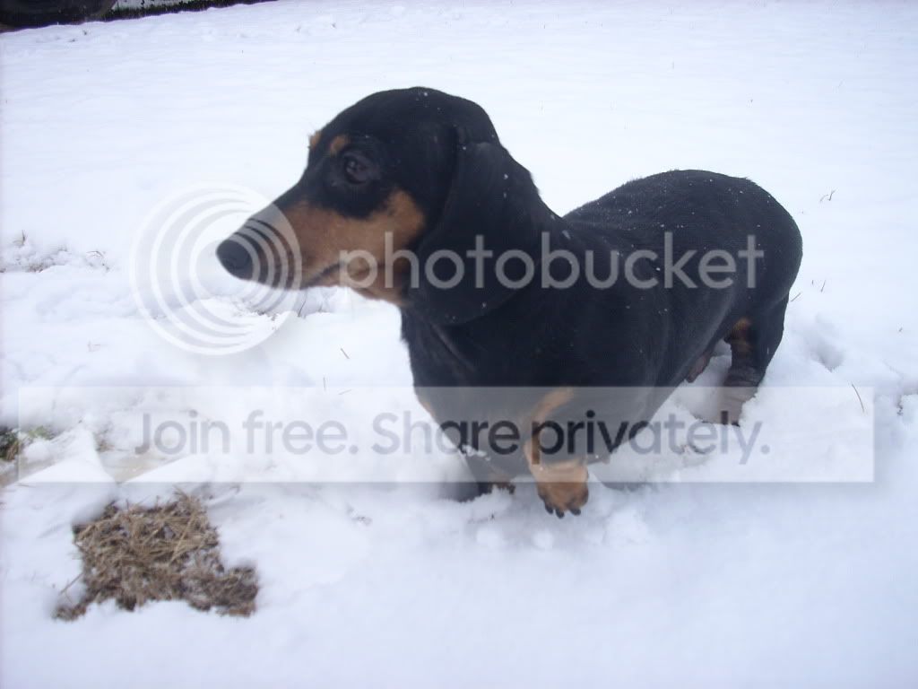 snow3.jpg