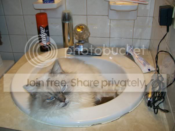 cat2.jpg