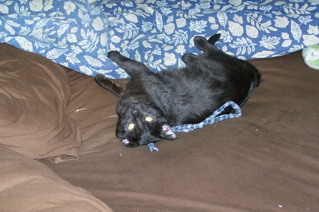 morepics008.jpg